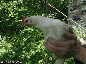 Une poule