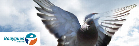 Pigeon Telecom